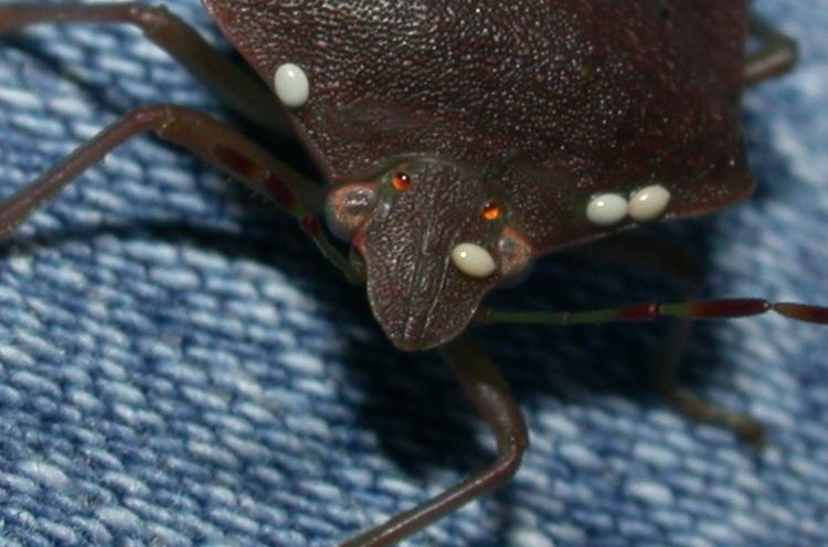 Pentatoma, Nezara, Palomena (Heteroptera, Pentatomidae)